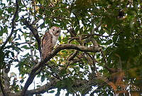 ACR0040 Tyto furcata.jpg