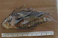 HE009 P 1540 Pez león asiático.jpg