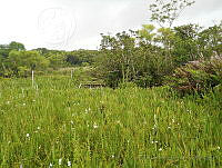 JVB0104 Sagittaria lancifolia.jpg