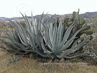 RG001 0162 Agave applanata.jpg