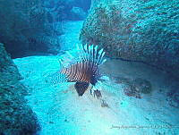 JAJ0950 Pterois volitans.jpg
