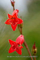 IMDOC 4841 Penstemon roseus.jpg