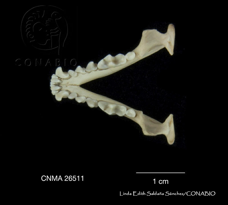 LESS%200253%20Spilogale%20putorius%20ssp.%20angustrifons.JPG.rSeHzIb0MbPzNRdjQA3g0JtbmFja29CbnFuZ3NAbXJ6LGtwZwA.sOZ4SSTo3a