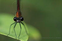 IMDOC1889 Hetaerina sp..jpg