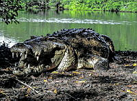 LGP01 Crocodylus acutus.jpg