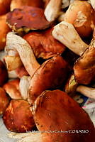 IMDOC Hong 0107 Boletus edulis.jpg