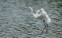SM0667 Ardea alba.jpg