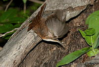 MGaves 1572 Catherpes mexicanus.jpg