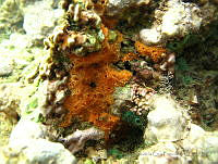 VDLCF1585 Scopalina ruetzleri.jpg