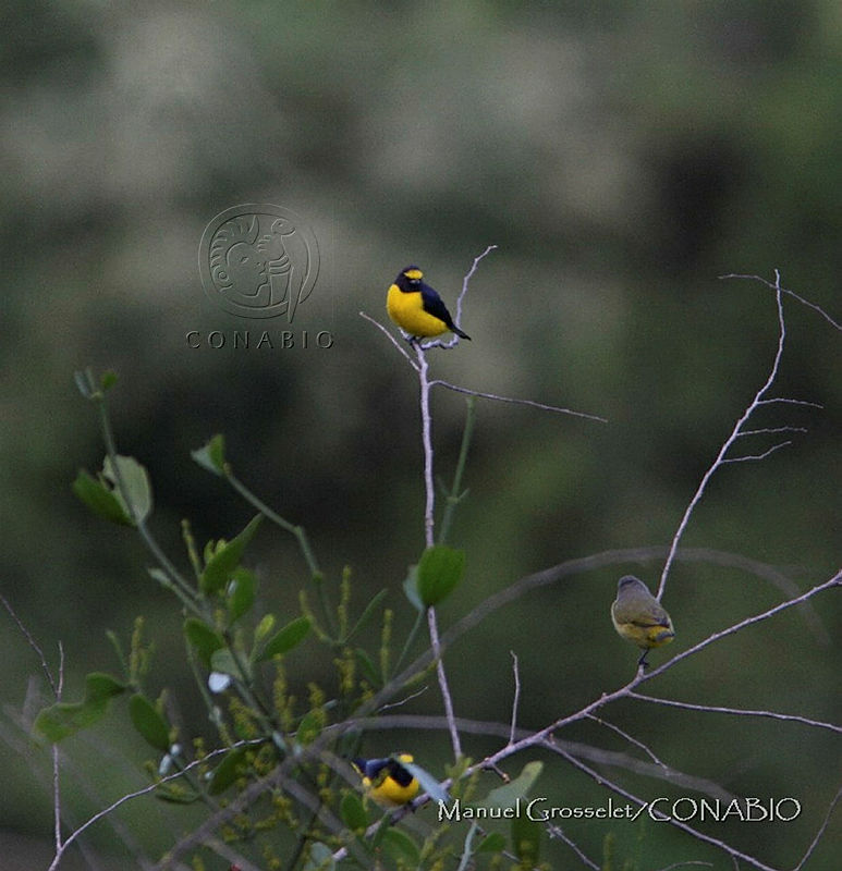 MGaves%203042%20Euphonia%20affinis.jpg.oCixw X1MYmfRSlhQA3g0JtbmFja29CbnFuZ3NAbXJ6LGtwZQA. XB6HRNBYx
