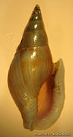 MRyRR0029 Anachis bicanaliferum.jpg