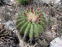 OTVHK040-542 Ferocactus haematacanthus.TIF