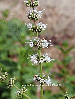 RG055 0136 Mentha piperita.JPG