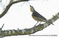 AAKVDH 0225 Setophaga coronata.JPG