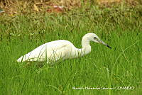 MHS0033 Egretta caerulea.JPG