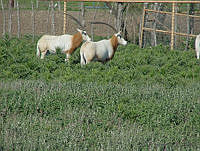 DH0005 Oryx dammah.jpg