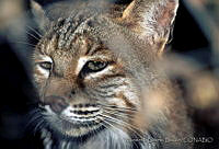 HBB0096 Lynx rufus.jpg