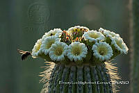 MN6PyH0108 Cephalocereus tetetzo.jpg