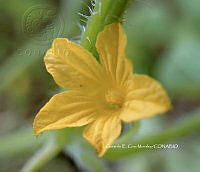 RG055 0242 Cucumis anguria.JPG