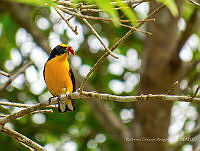 RSA0033 Euphonia hirundinacea.jpg