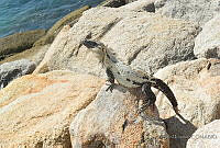 AU03 Ctenosaura sp..JPG