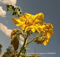 JJBC0505 Solanum rostratum.JPG