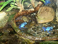 CGL0829 Dendrobates tinctorius.jpg