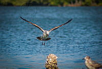 FBA0639 Leucophaeus atricilla.jpg