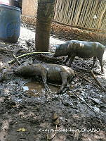 ZG018 0146 Sus scrofa.jpg