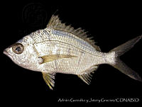 HJ008-046 Gerres cinereus.jpg