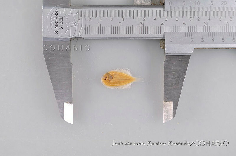 JARR1591%20Achirus%20zebrinus.jpg.rSep8uX1Mdk  9FhQA3g0JtbmFja29CbnFuZ3NAbXJ6LGtwZwA.6MjSCIMQQI