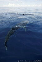 CNS0911 Rhincodon typus.jpg