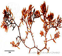 LDGR053 Sebdenia flabellata.jpg