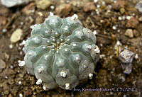3608 Lophophora williamsii.jpg