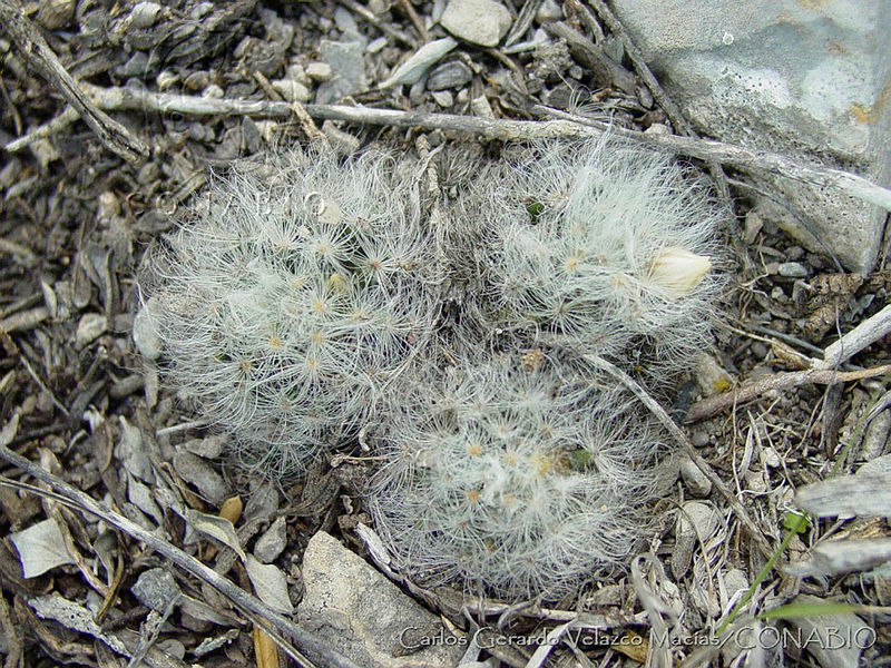 CGVM0519%20Mammillaria%20albicoma.jpg.nyfglJL Mclf71thQA3g0JtbmFja29CbnFuZ3NAbXJ6LGtwZwA.5LauvWy6sN