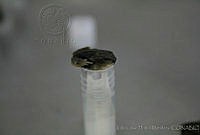 JCHM0098 Spea multiplicata.jpg