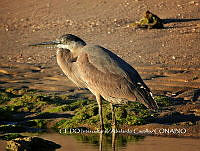 NBA148 Ardea herodias.jpg
