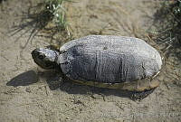 AB0226 Terrapene coahuila.jpg