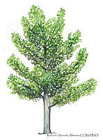 RAA0109 Populus alba.jpg