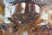 MASM07518 Centruroides noxius.jpg