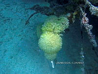 NE018 0905 Clavelina.jpg