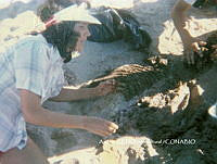 NBA0028 Phocoena sinus.jpg