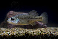 IMDOC2204 Alloophorus robustus.jpg