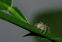 ARL01 Colonus hesperus.JPG