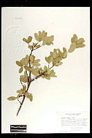 101801 Quercus grisea.jpg