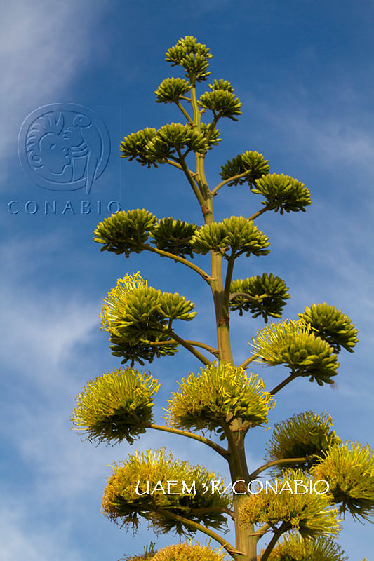 3R%2000927%20Agave.tif.nyeCuujzMRUnF2ljQA3g0JtbmFja29CbnFuZ3NAbXJ6LGtwZwA.4a9ih AXNW