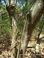 MRG-2017-106B Crateva tapia (MRG-30jun17-b).JPG