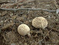 OEHN0034 Geastrum arenarium.jpg