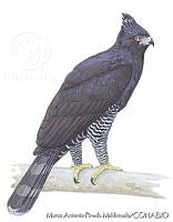 MAPM1181 Spizaetus tyrannus.jpg