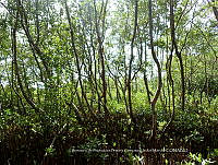 UM001 0164 Avicennia germinans_Rhizophora mangle.jpg
